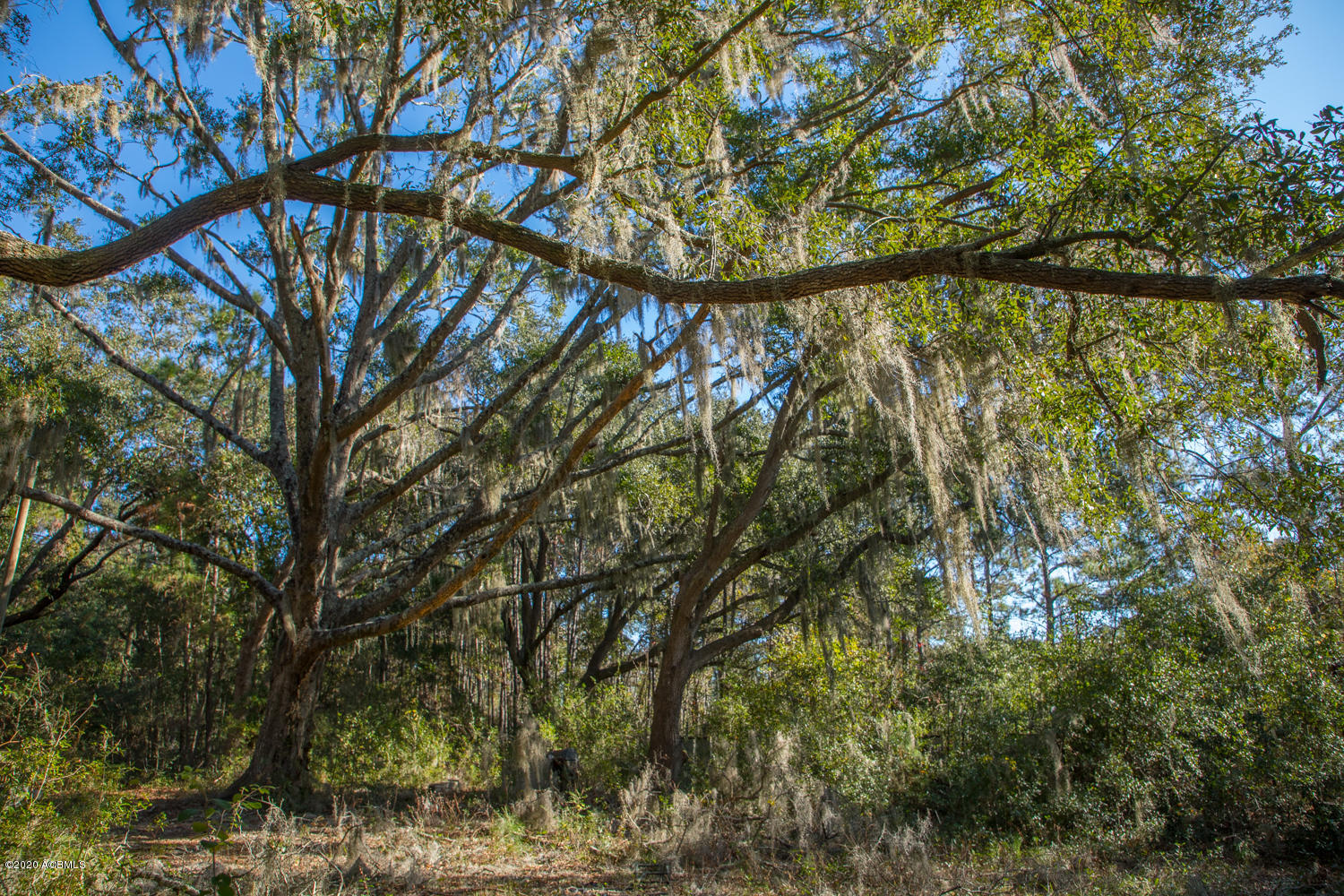 57 Tropicana Road St. Helena Island, SC 29920 - Photo 4 of 13 Oaks