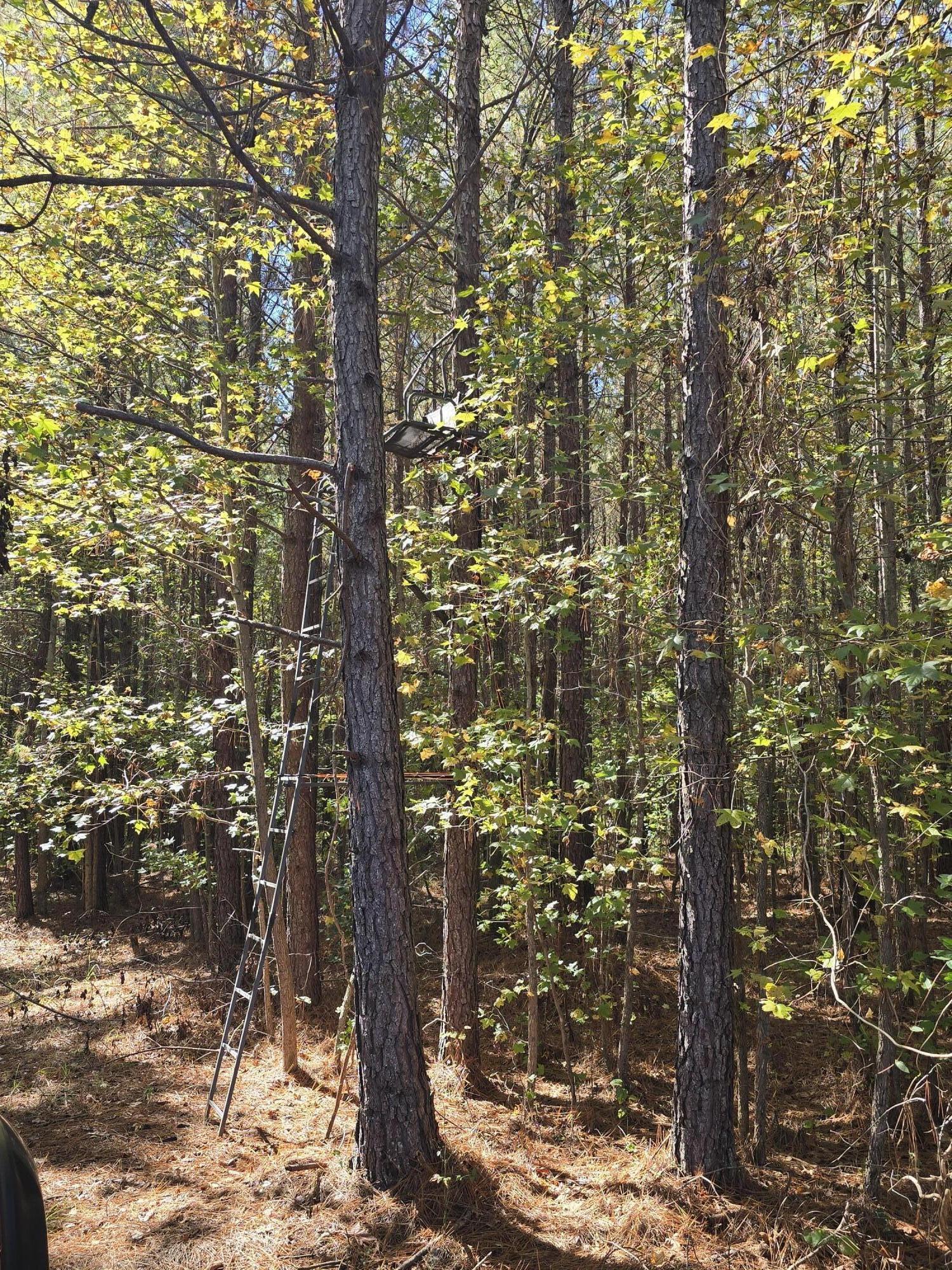 7501 Rainey Morris Road Appling, GA 30802 - Photo 34 of 47 20251031_133906