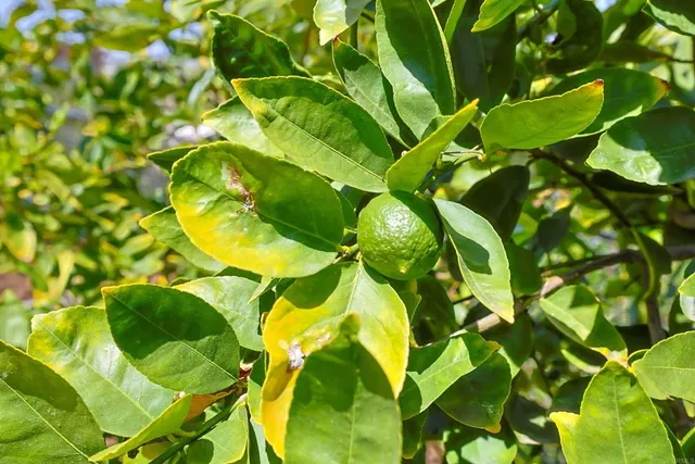 $1,125,000 | 11825 Taia Lane, Lakeside, CA 92040