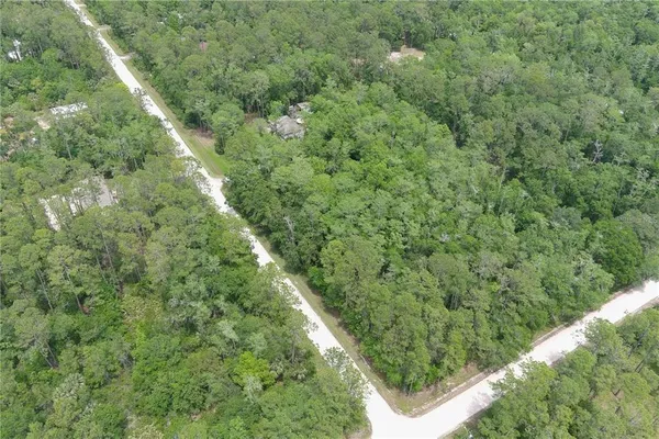 a view of a forest with a tree