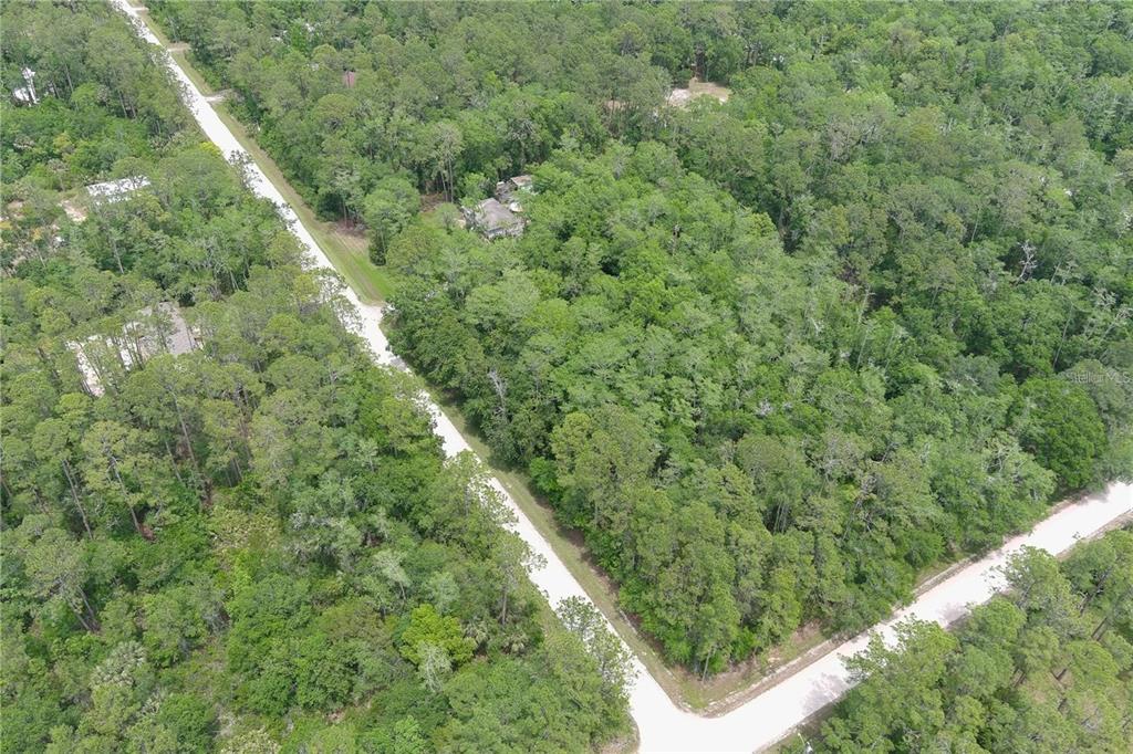1823 Honeytree Street Bunnell, FL 32110 - Photo 5 of 5 a view of a forest with a tree
