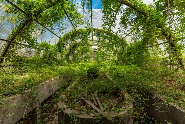 a view of a lush green forest with lots of trees