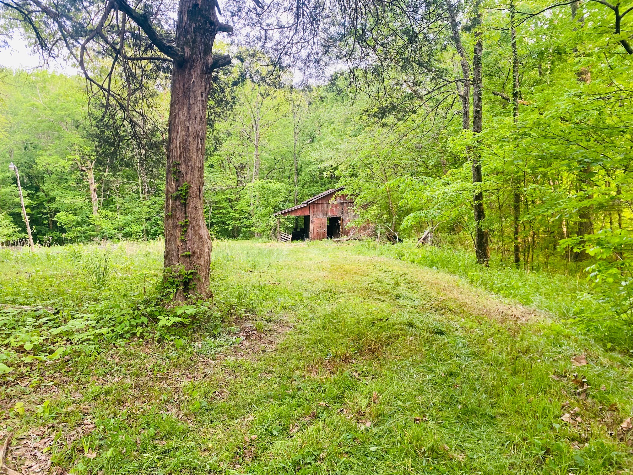 0 Mooney Hollow Road Waverly, TN 37185 - Photo 3 of 34 Gallery Image 3