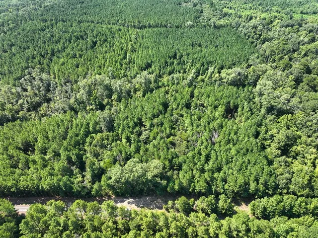 a view of a lush green forest