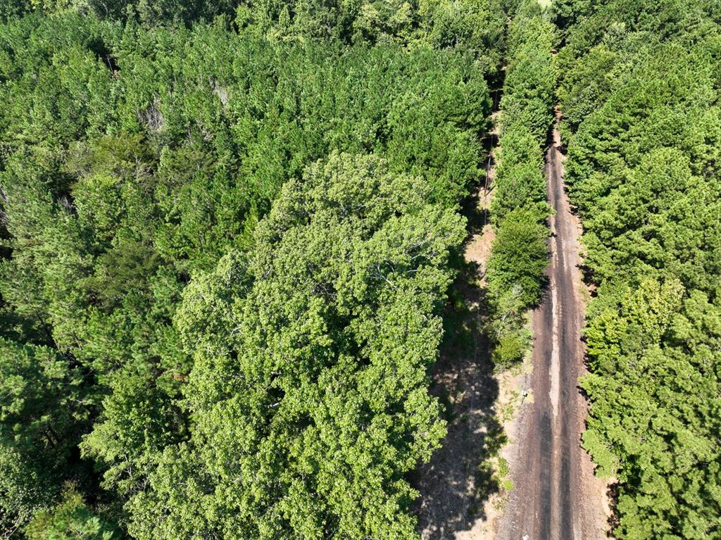 Tbd Sam Booker Road Mansfield, LA 71052 - Photo 5 of 14 a view of a forest that has a tree