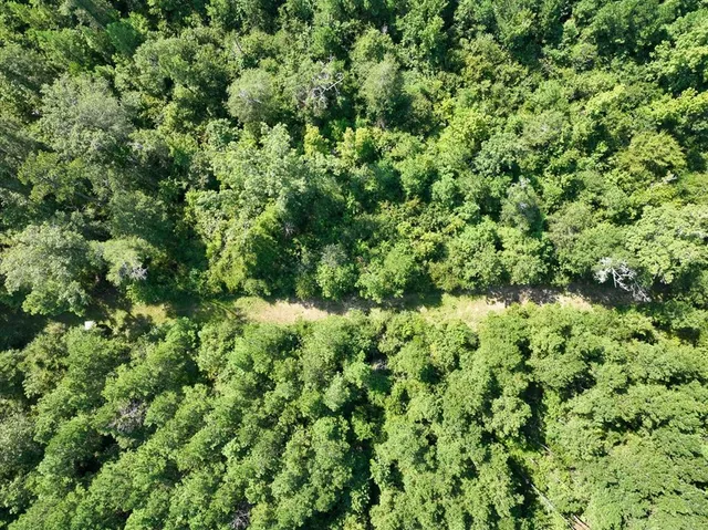 a view of a lush green forest