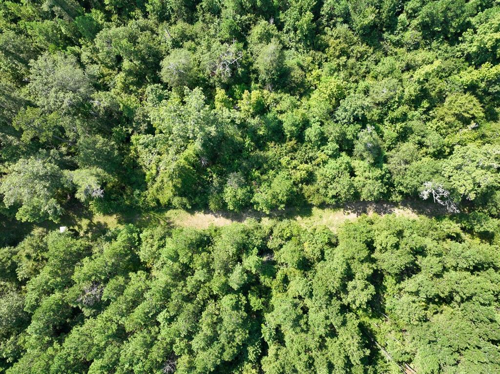 Tbd Sam Booker Road Mansfield, LA 71052 - Photo 6 of 14 a view of a lush green forest
