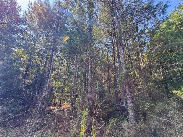 a yard with lots of trees