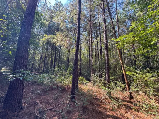 a backyard of a house with lots of trees