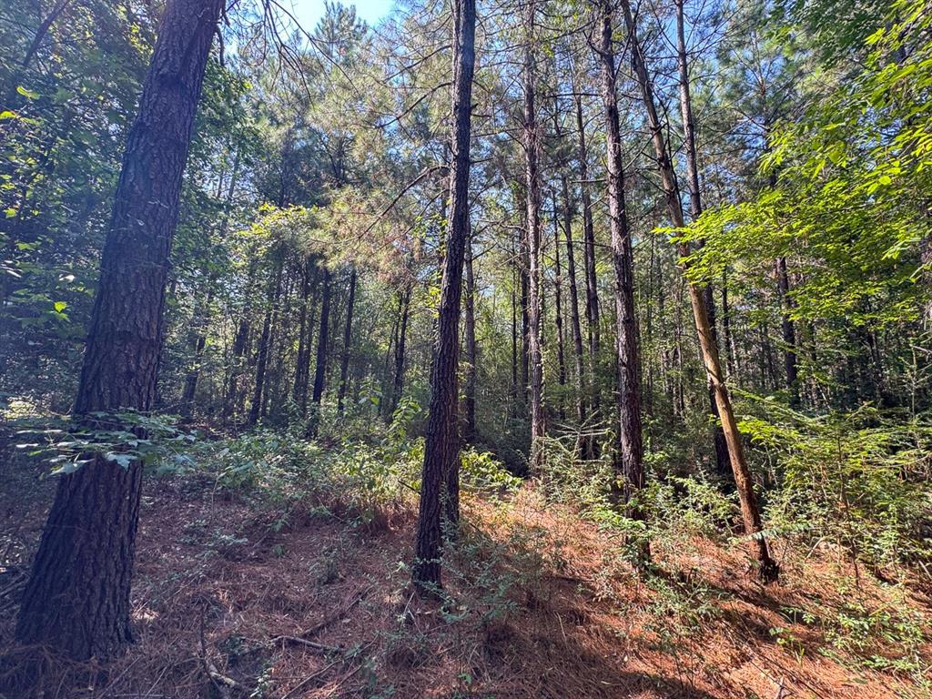 Tbd Sam Booker Road Mansfield, LA 71052 - Photo 8 of 14 a backyard of a house with lots of trees