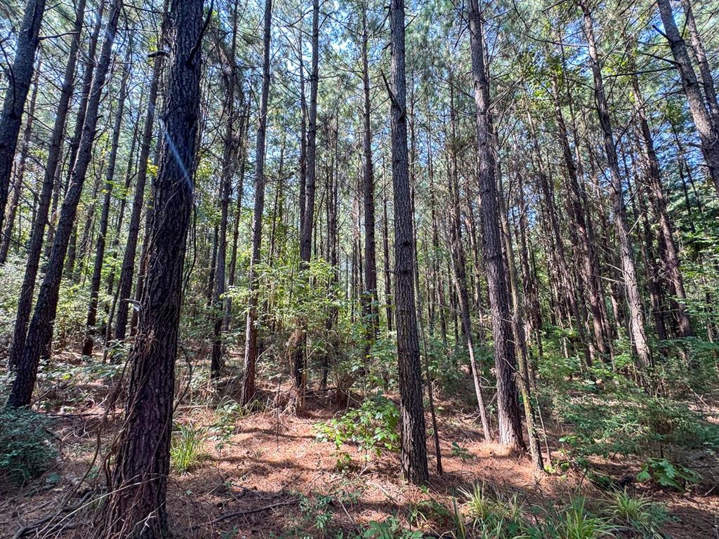 Tbd Sam Booker Road Mansfield, LA 71052 - Photo 9 of 14 a view of outdoor space and garden