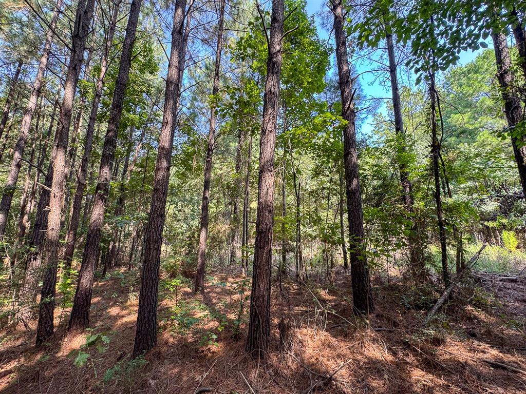 Tbd Sam Booker Road Mansfield, LA 71052 - Photo 10 of 14