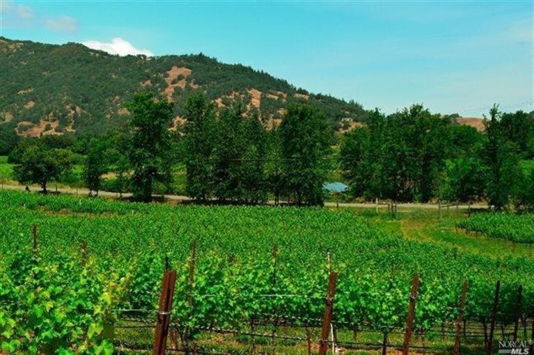 a view of a lush green field with lots of bushes