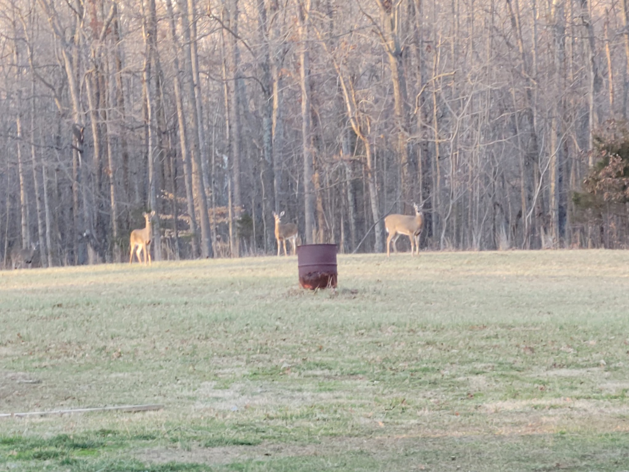 1743 Rapids Road Portland, TN 37148 - Photo 27 of 27 a view of outdoor space with swimming pool