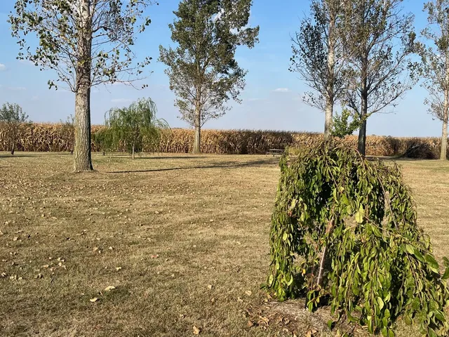 a view of a backyard