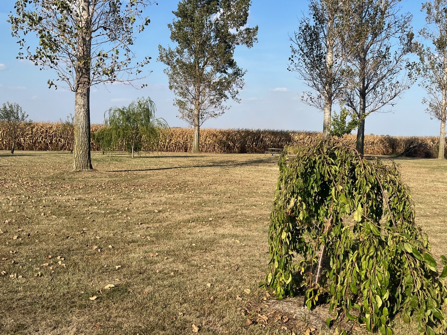 3770 East 1050th Road Earlville, IL 60518 - Photo 10 of 11 a view of a yard with an trees