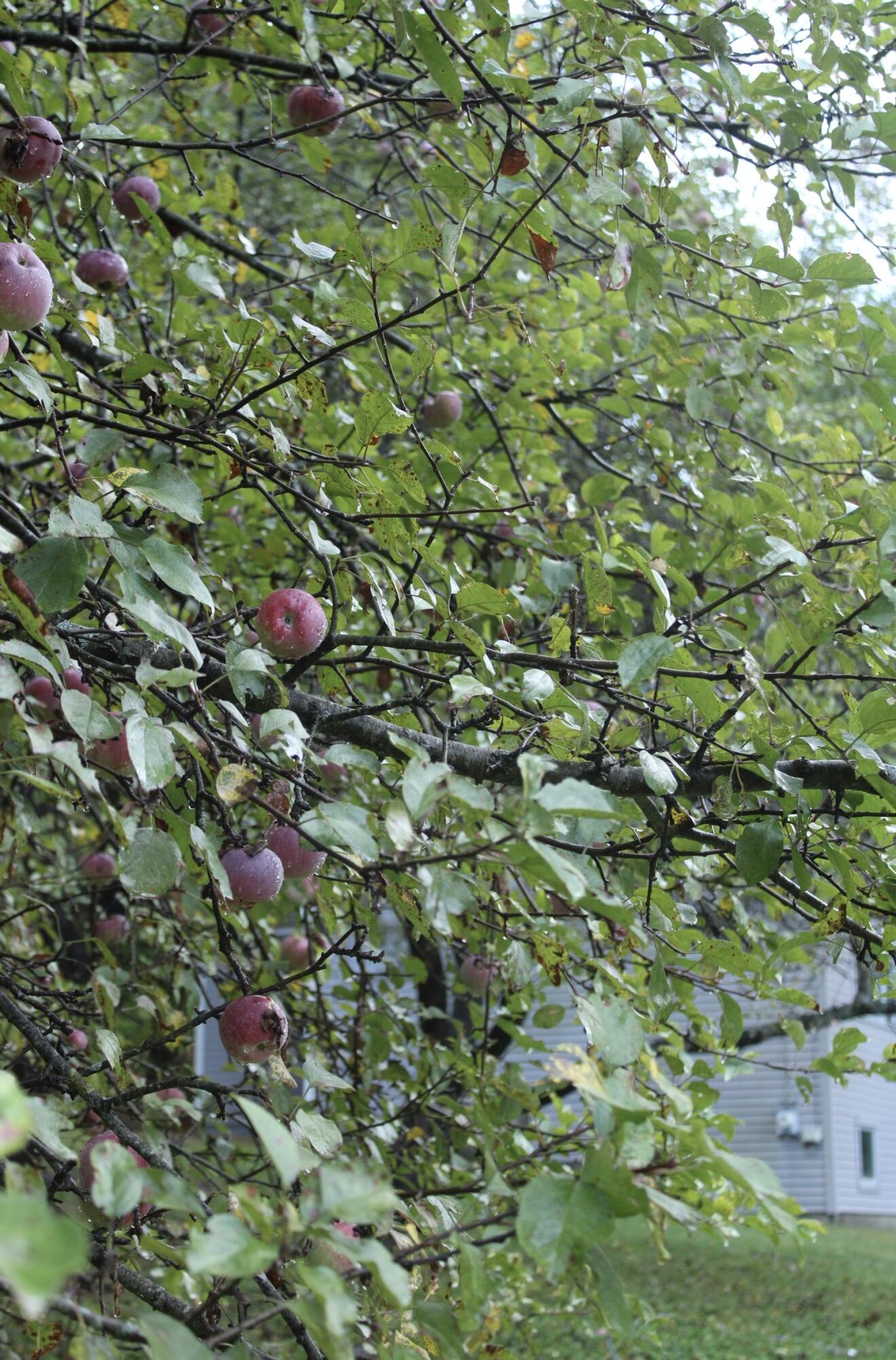 406 Pinnacle Road Canaan, ME 04924 - Photo 33 of 43 Apple trees