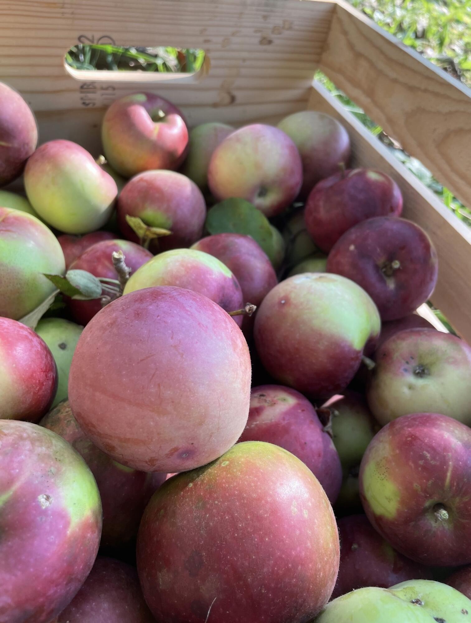 406 Pinnacle Road Canaan, ME 04924 - Photo 34 of 43 Apples from trees