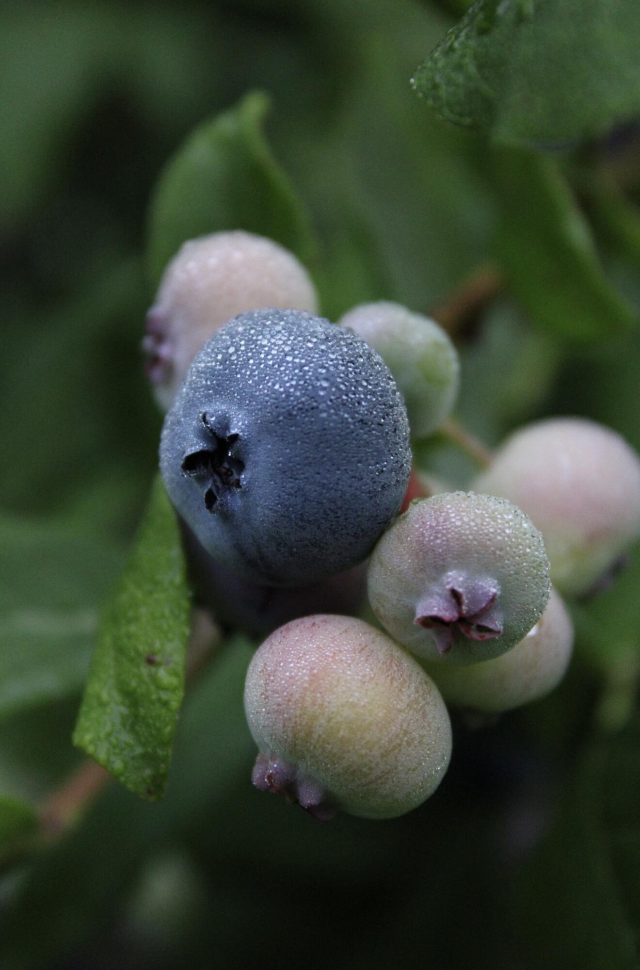 406 Pinnacle Road Canaan, ME 04924 - Photo 36 of 43 Blueberry bushes