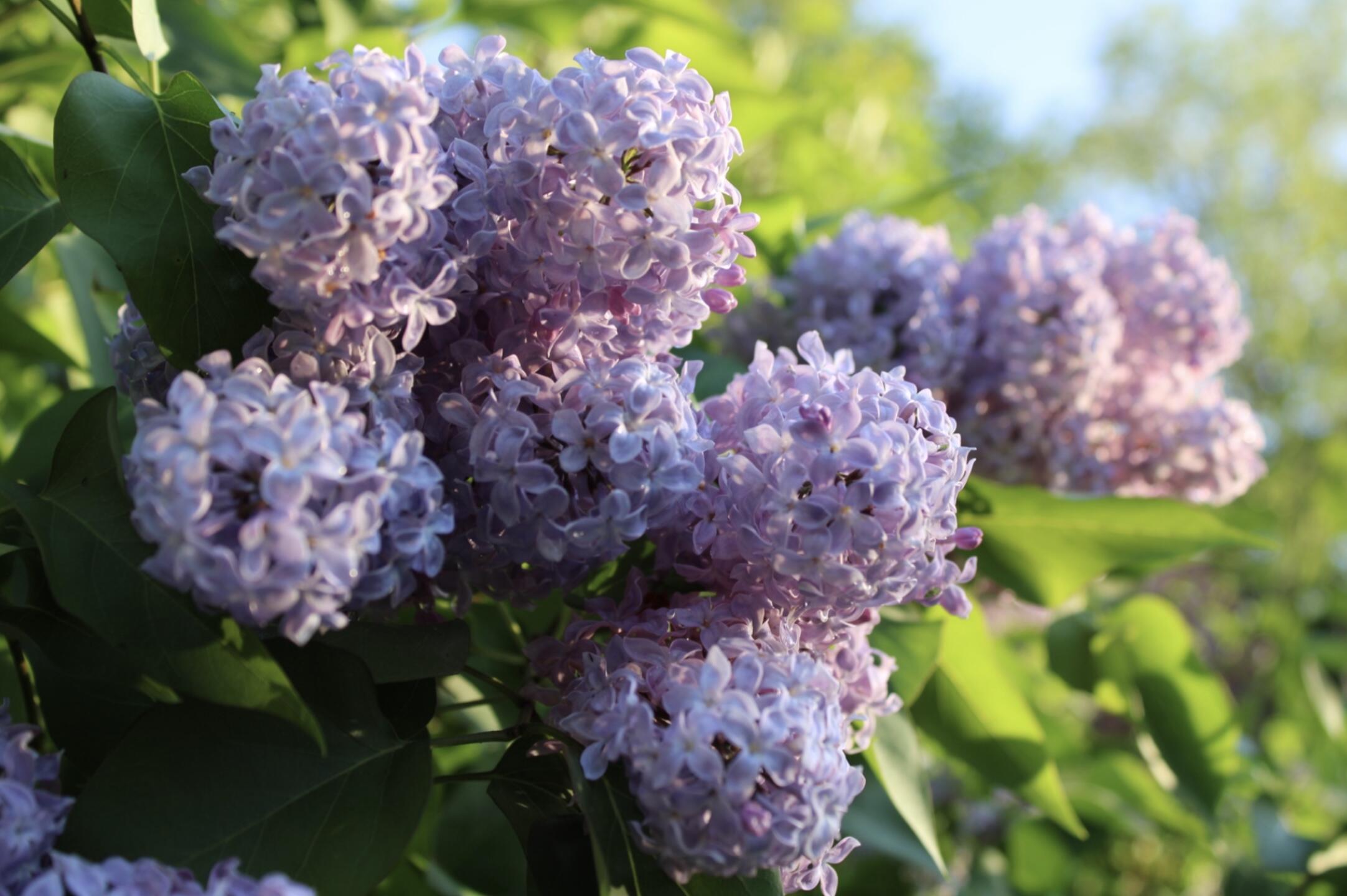 406 Pinnacle Road Canaan, ME 04924 - Photo 38 of 43 Beautiful landscape