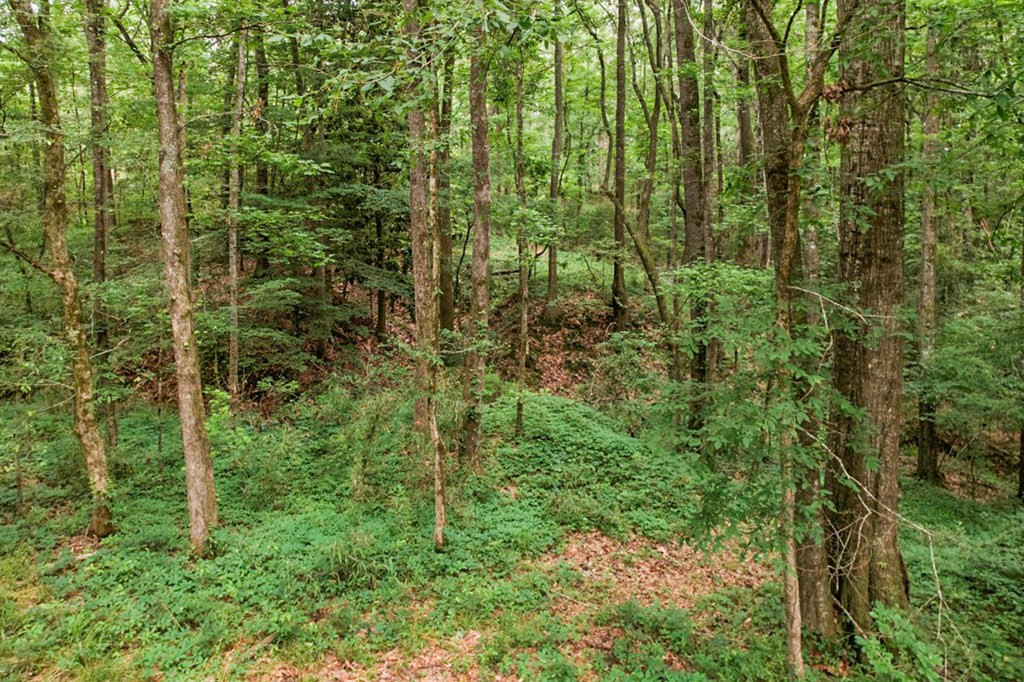 7 Turkey Creek Road Natchez, MS 39120 - Photo 11 of 42 Photo 11
