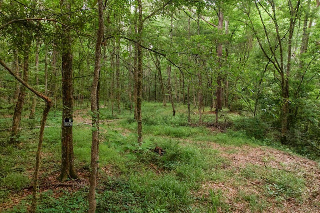 7 Turkey Creek Road Natchez, MS 39120 - Photo 3 of 42 Photo 3