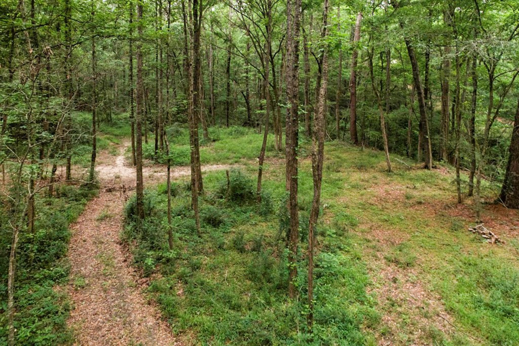 7 Turkey Creek Road Natchez, MS 39120 - Photo 4 of 42 Photo 4