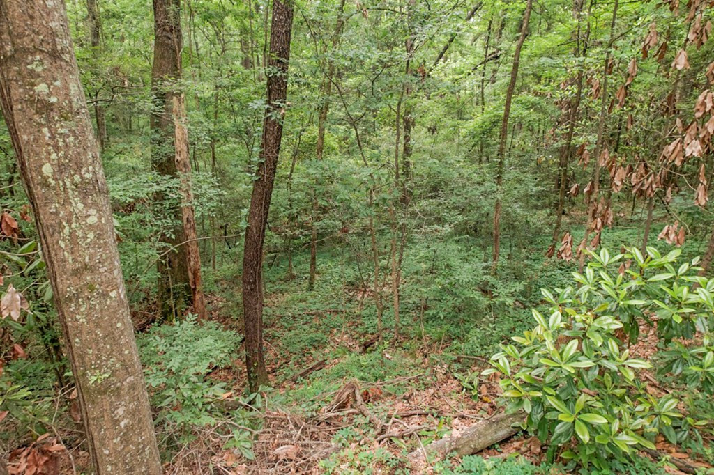 7 Turkey Creek Road Natchez, MS 39120 - Photo 7 of 42 Photo 7