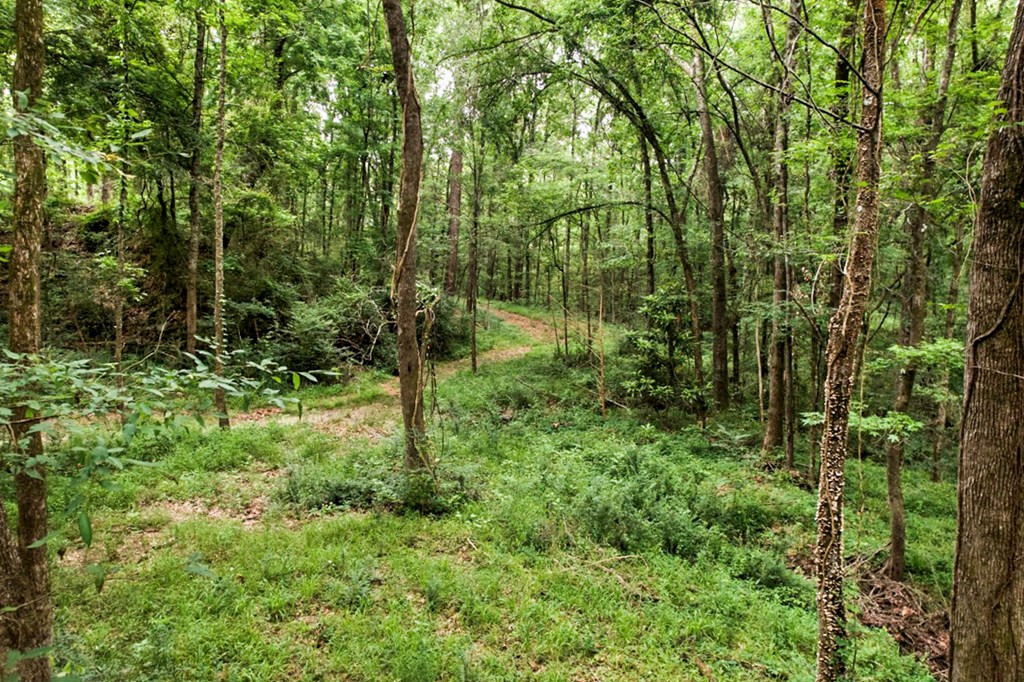 7 Turkey Creek Road Natchez, MS 39120 - Photo 9 of 42 Photo 9