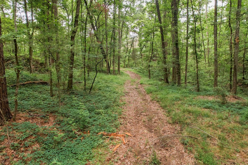7 Turkey Creek Road Natchez, MS 39120 - Photo 10 of 42 Photo 10