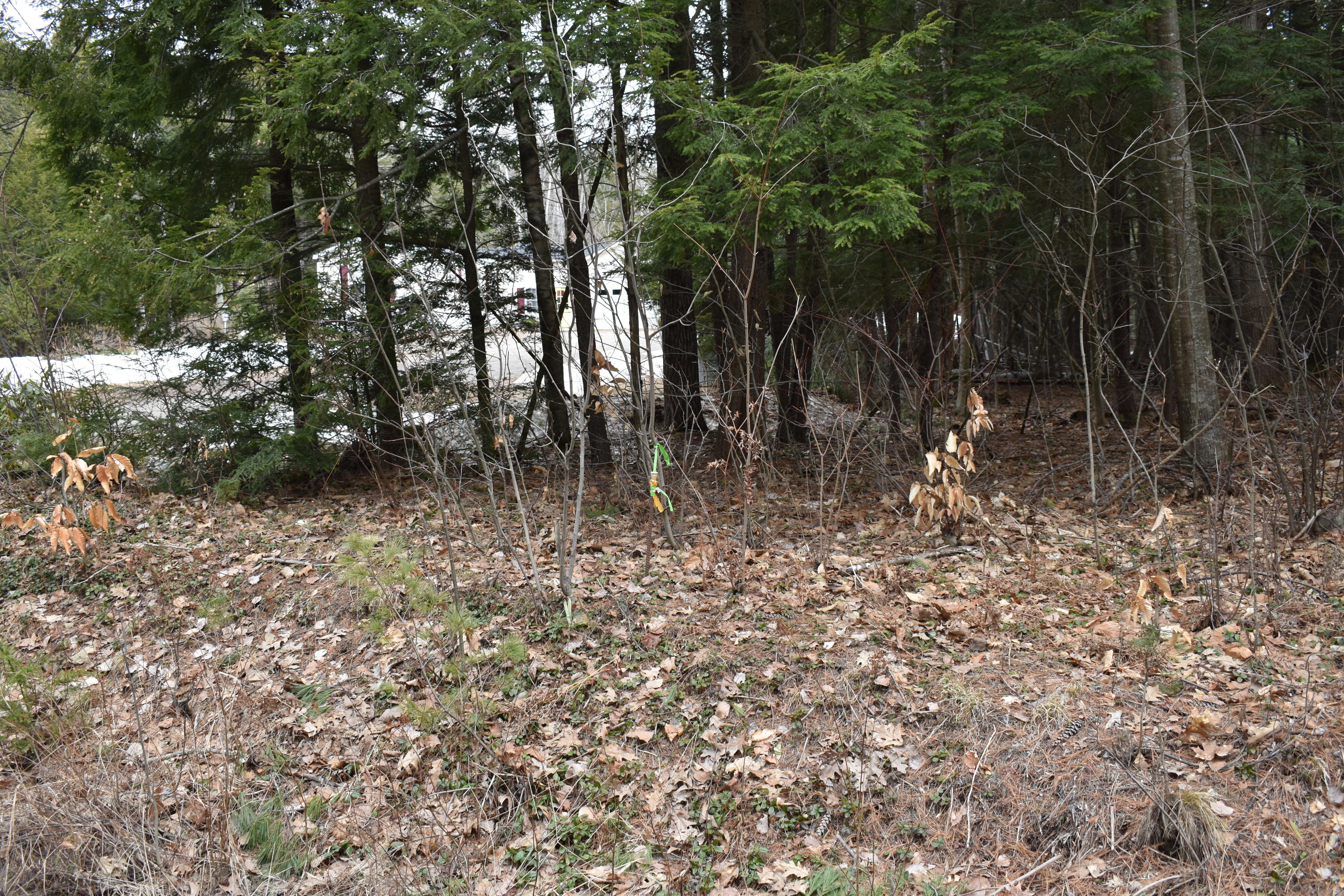 2 Tbd Map Road Enfield, ME 04493 - Photo 2 of 6 DSC_0097