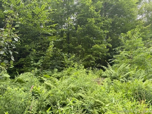 a view of a lush green forest with large trees