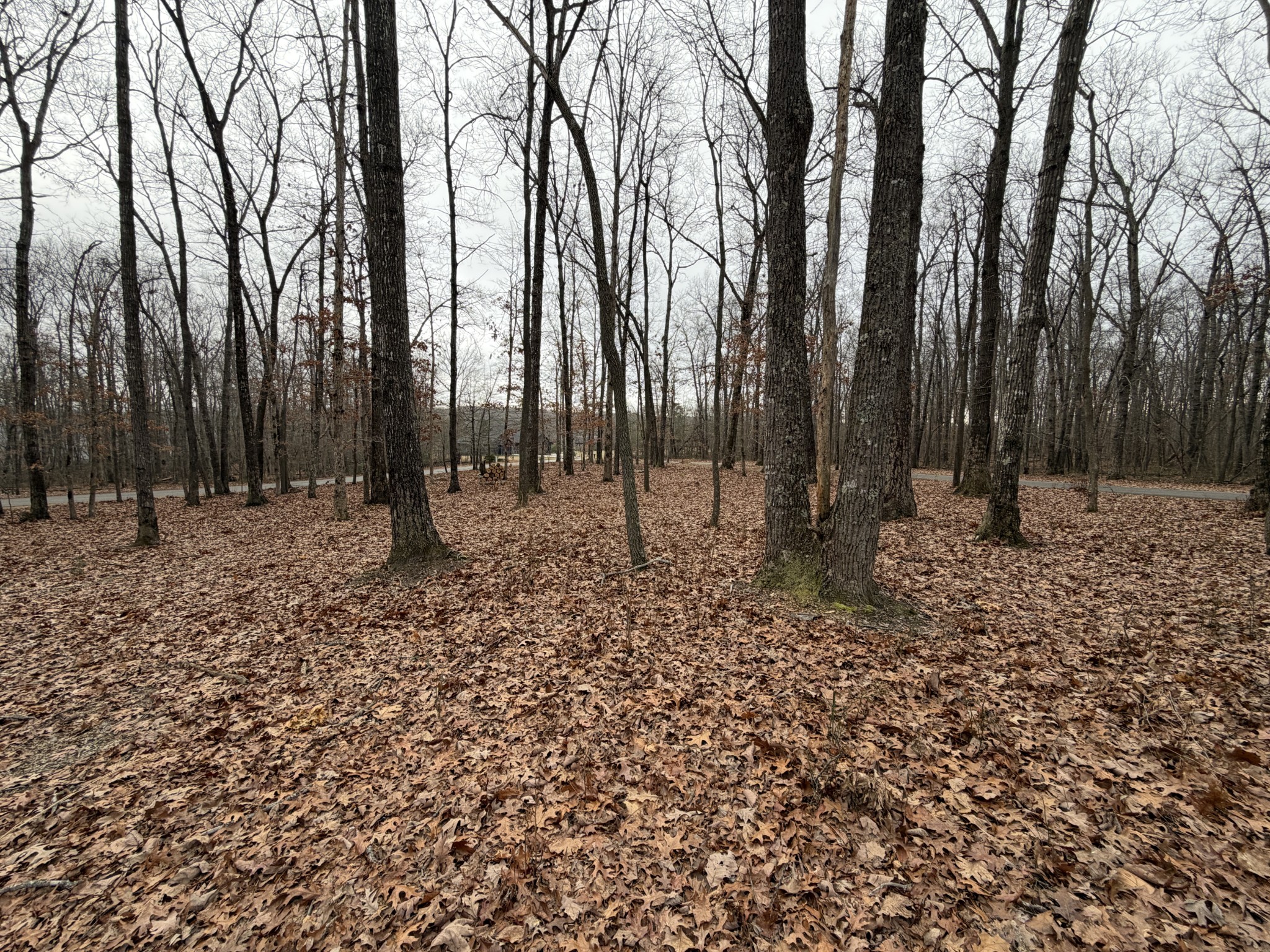 2095 Lake Louisa Loop Monteagle, TN 37356 - Photo 29 of 48 a backyard of a house with lots of trees