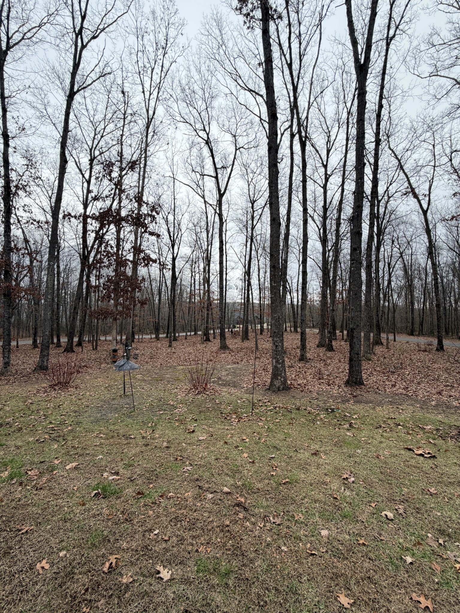 2095 Lake Louisa Loop Monteagle, TN 37356 - Photo 30 of 48 a view of outdoor space with trees