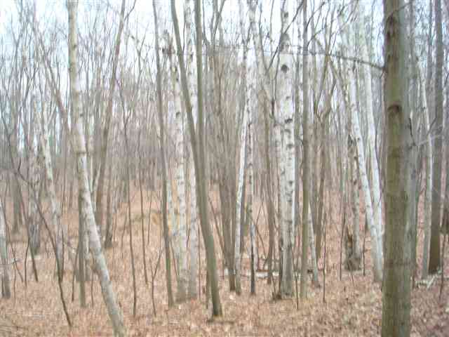 Vl Hough Road Dryden, MI 48428 - Photo 25 of 29 31082677-24.JPG