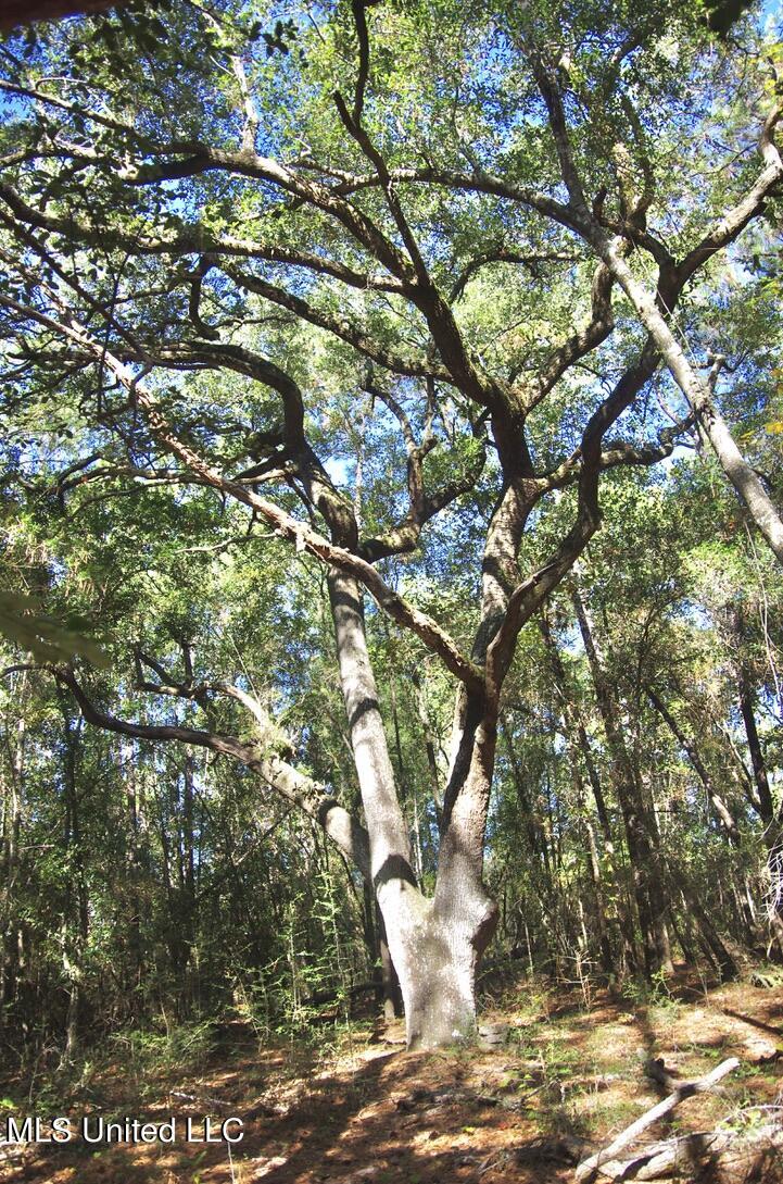 9630 West Oaklawn Road Biloxi, MS 39532 - Photo 31 of 57 Ancient Oaks through out