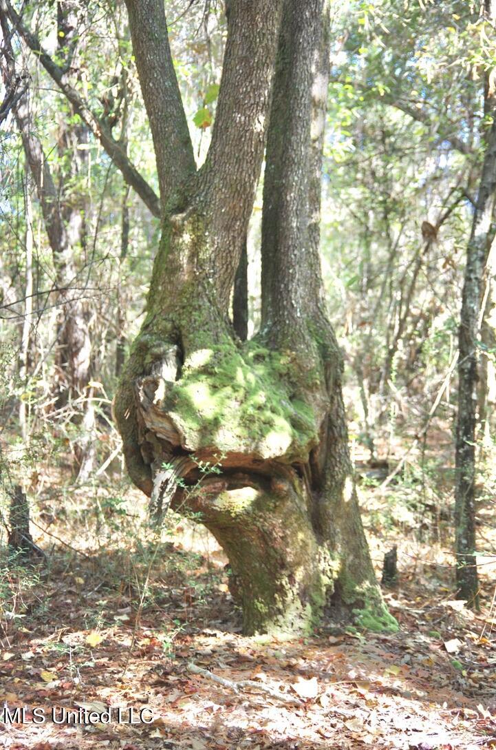 9630 West Oaklawn Road Biloxi, MS 39532 - Photo 32 of 57 Ancient Oak with Character