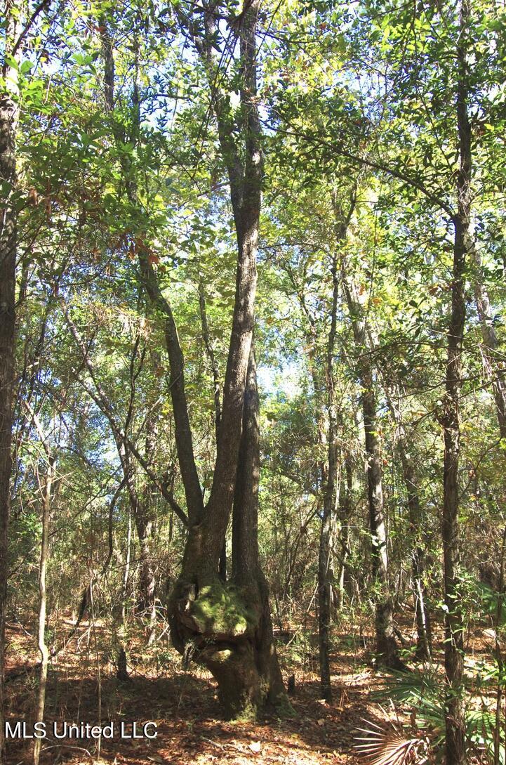 9630 West Oaklawn Road Biloxi, MS 39532 - Photo 33 of 57 Ancient Oaks