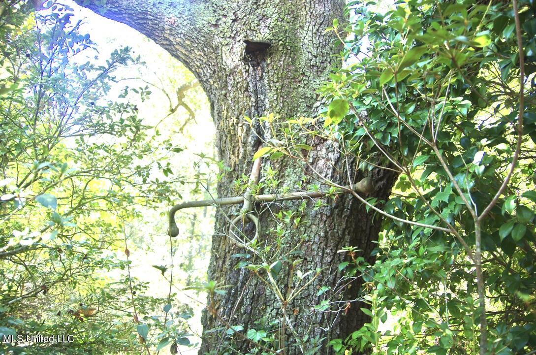 9630 West Oaklawn Road Biloxi, MS 39532 - Photo 35 of 57 Anker grown in Old Oak Tree