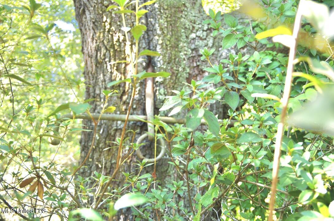 9630 West Oaklawn Road Biloxi, MS 39532 - Photo 36 of 57 Anker grown in Old Oak Tree