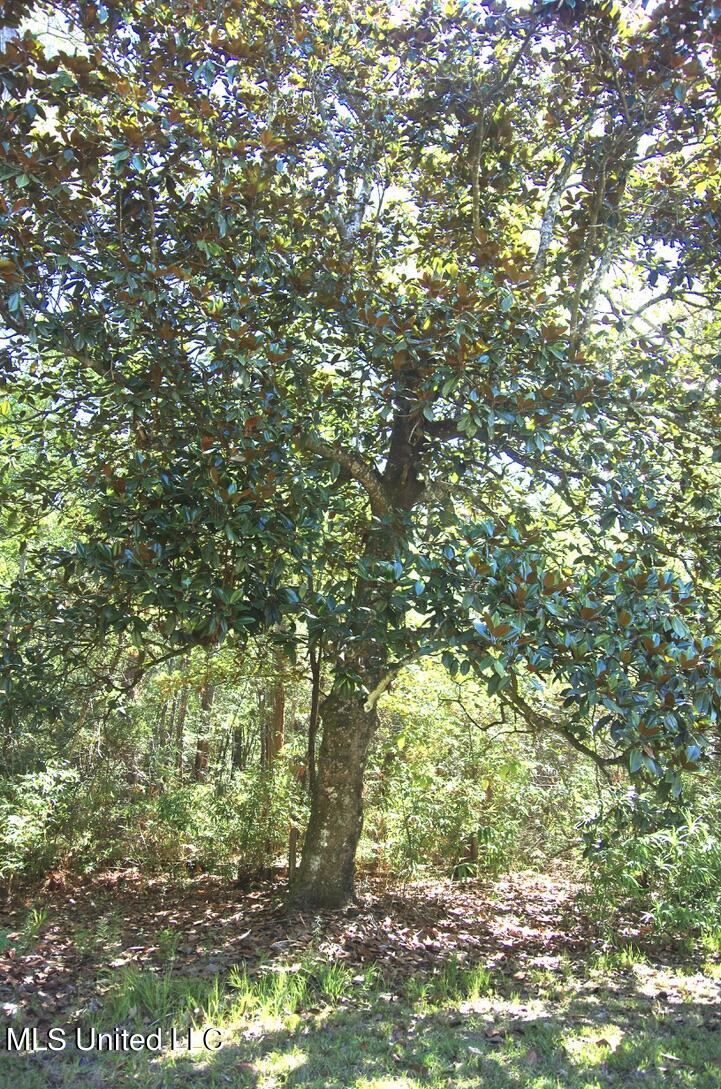 9630 West Oaklawn Road Biloxi, MS 39532 - Photo 51 of 57 Magnolia Trees throughout