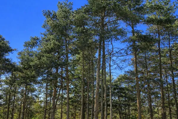 $49,900 | 8832 Cedar Creek Drive, Petoskey, MI 49770
