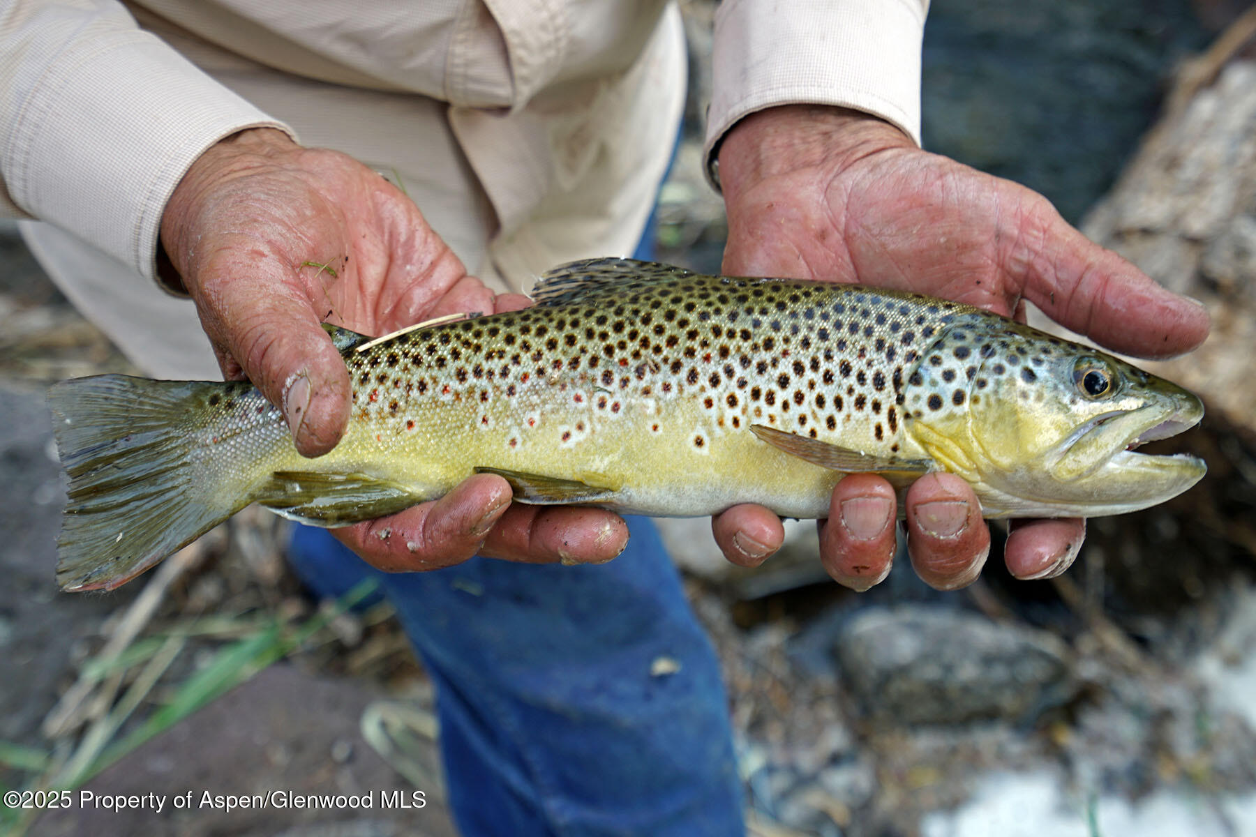 2650 Sweetwater Road Gypsum, CO 81637 - Photo 32 of 87 a view of a wooden door with a couch