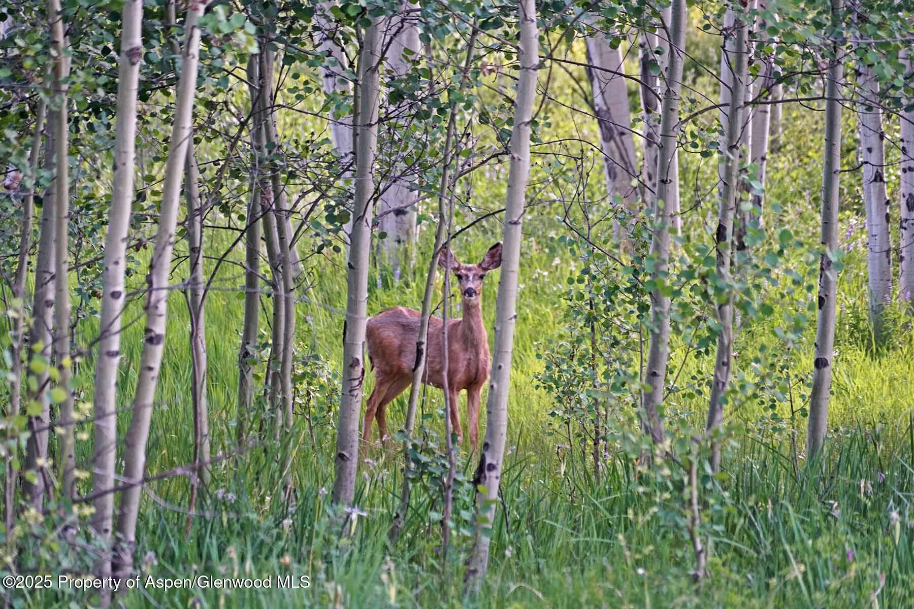 2650 Sweetwater Road Gypsum, CO 81637 - Photo 70 of 87 071-ranch-sweetwater