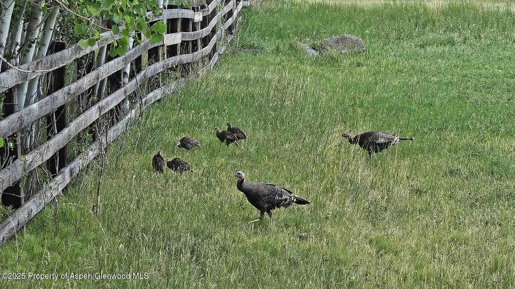 2650 Sweetwater Road Gypsum, CO 81637 - Photo 85 of 87 a green field with lots of trees in it