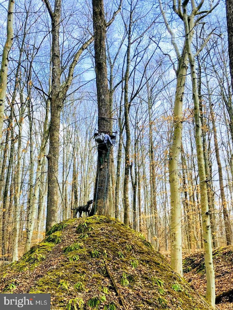 4411 Largo Road Upper Marlboro, MD 20772 - Photo 6 of 12 a view of a backyard of the house