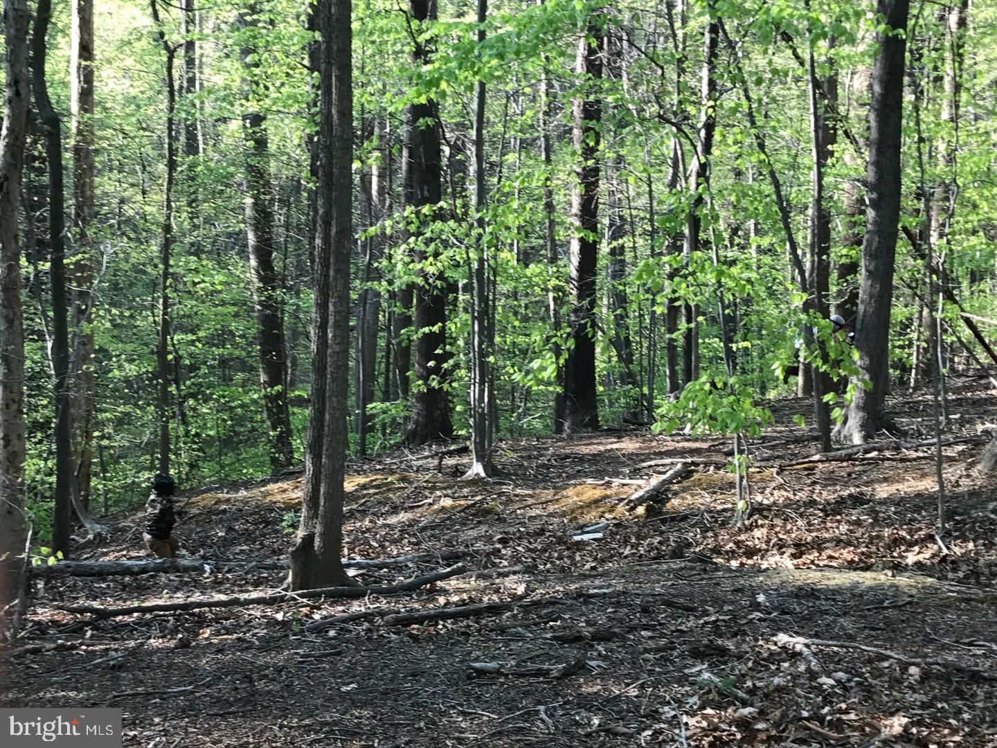 4411 Largo Road Upper Marlboro, MD 20772 - Photo 10 of 12 a view of a forest with trees in the background