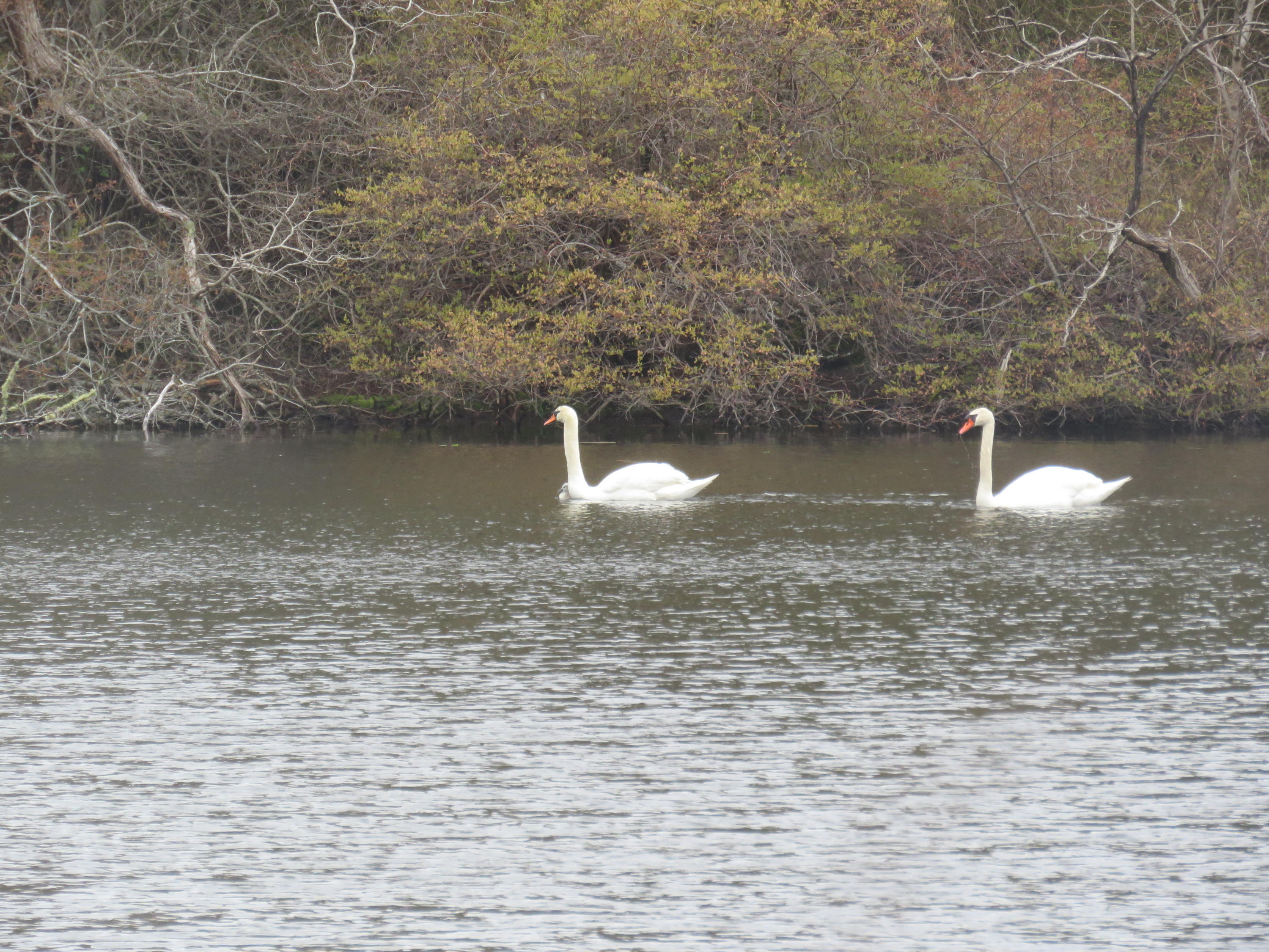 11 Quanset Road Orleans, MA 02653 - Photo 24 of 27 a view of a lake view