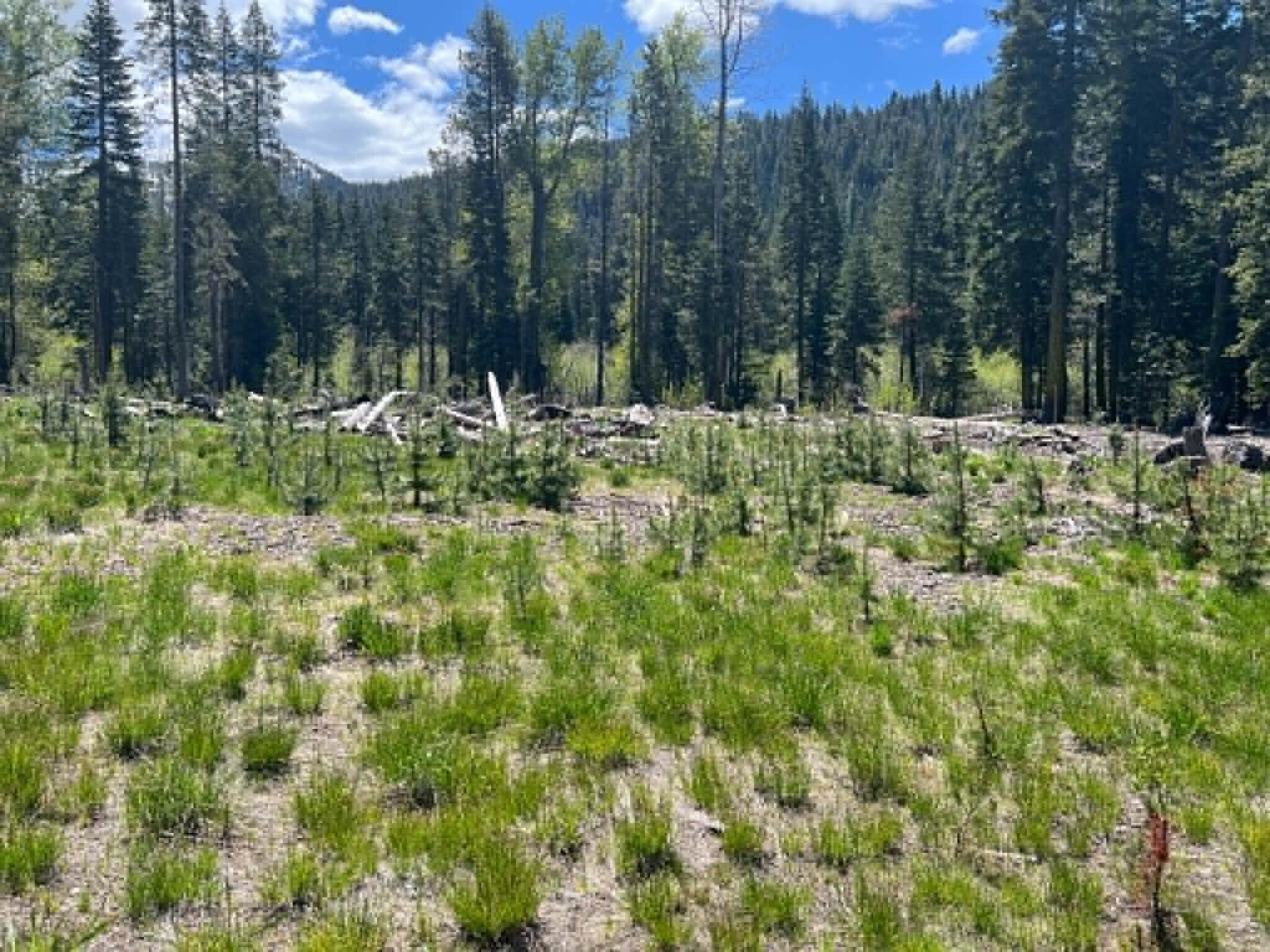 0 Logging Road Shingletown, CA 96088 - Photo 26 of 32 a view of outdoor space and trees