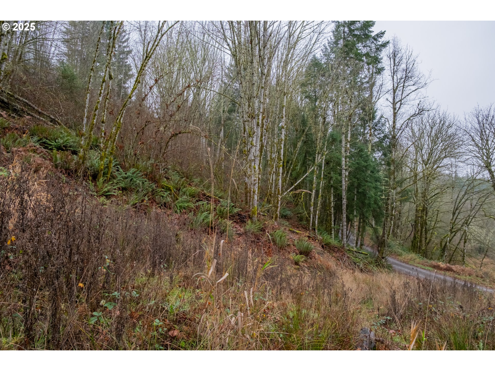 38353 Southwest Laurelwood Road Gaston, OR 97119 - Photo 11 of 17 a view of backyard with green space